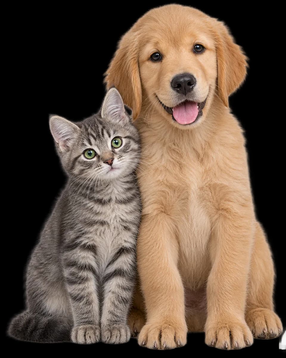 Filhote de golden retriever e filhote de gato rajado sentados lado a lado, olhando para a câmera